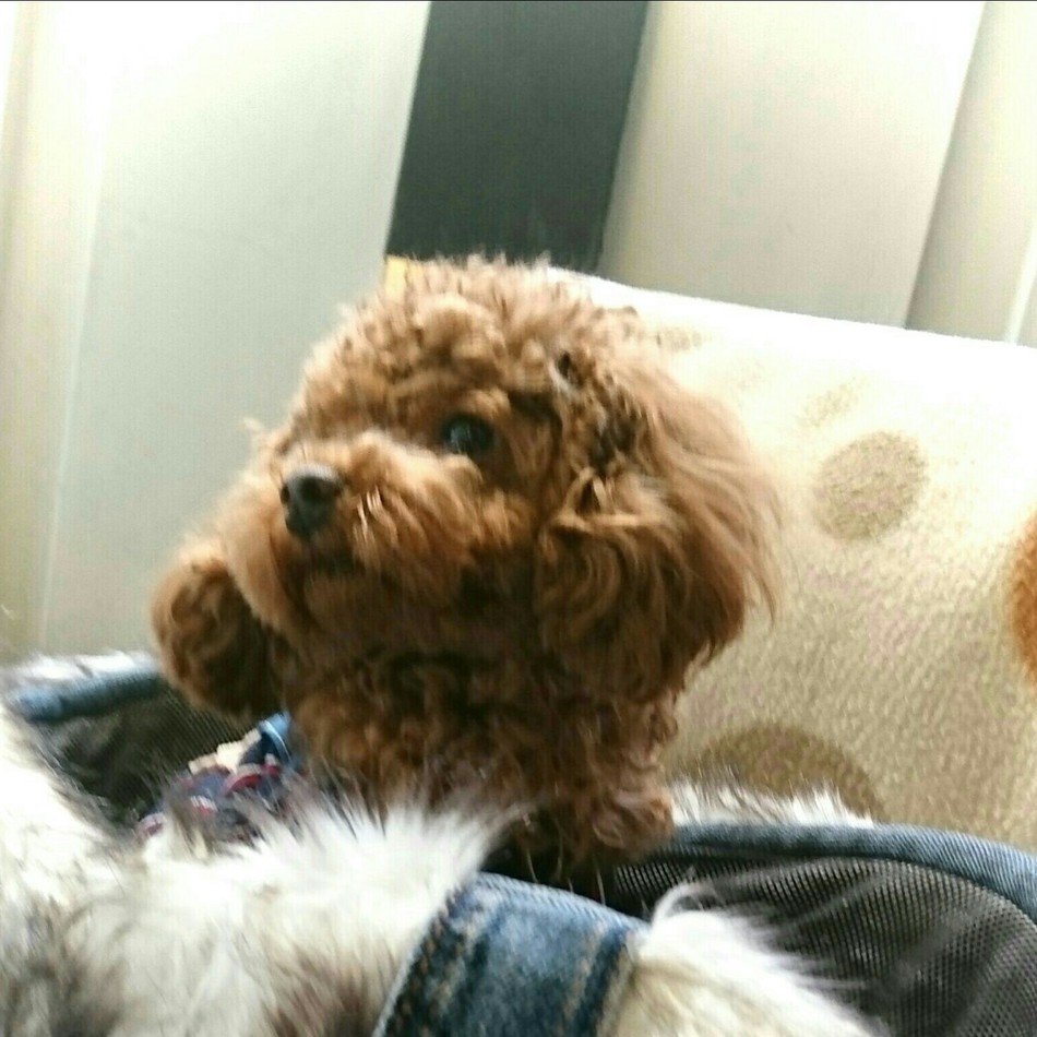 モンのカバー写真