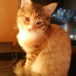 今はこんな感じです