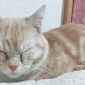 順に対応中のため一時停止 甘えん坊マンチカン