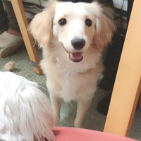 マロ