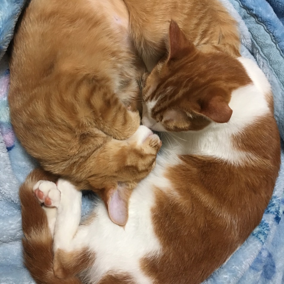 うにのカバー写真