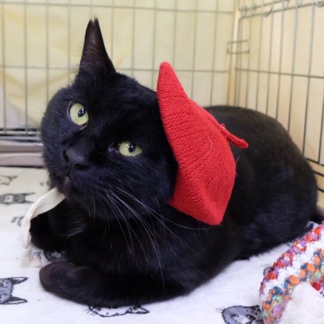 annexニャンコのずっとのお家探し。のカバー写真