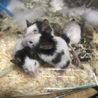 はむわん