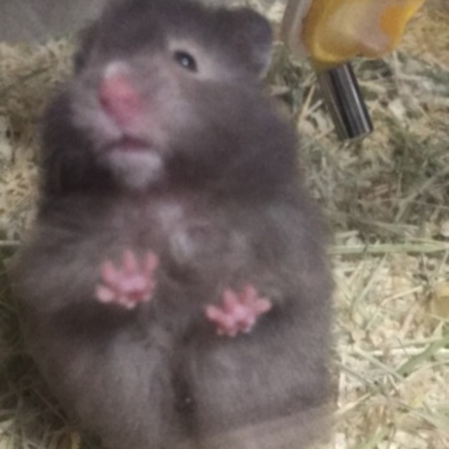はむわんのカバー写真