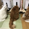 Mitzyogini さん