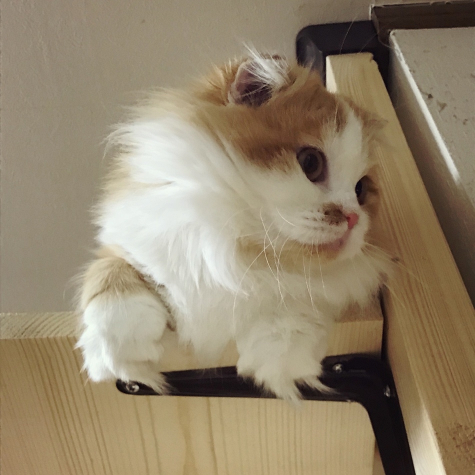 はな （Hannah）のカバー写真