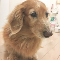 メロディ