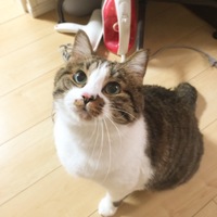 ちゃー
