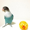 ボタン、コザクラ、文鳥