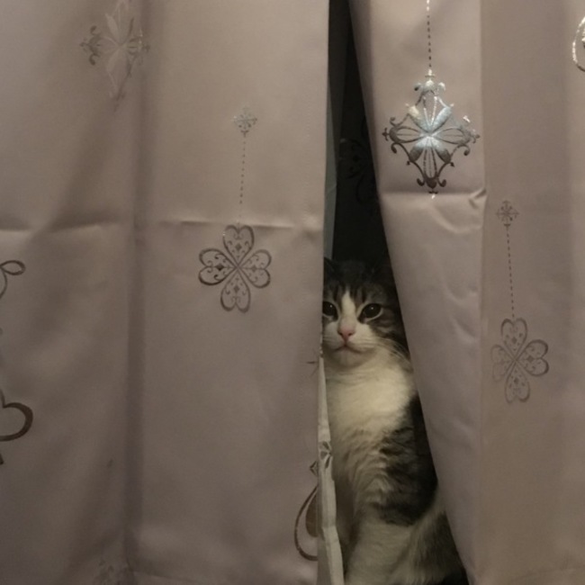 miwacorinのカバー写真