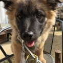 生後約4ヶ月位の子犬の男の子です。兄弟犬も掲載中