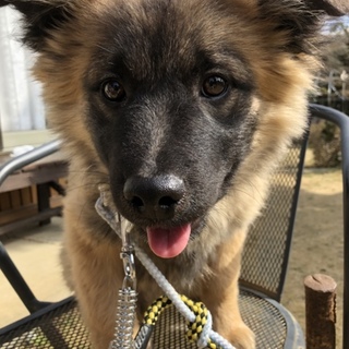 生後約4ヶ月位の子犬の男の子です。兄弟犬も掲載中