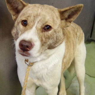 怖がりで美しい女の子、キリです。