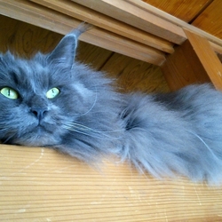 姉さん、事件です／(^o^)＼