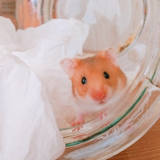 ゴールデンハムスターの里親募集します。