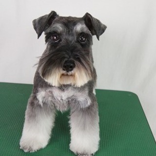 愛らしいお顔のシュナウザー