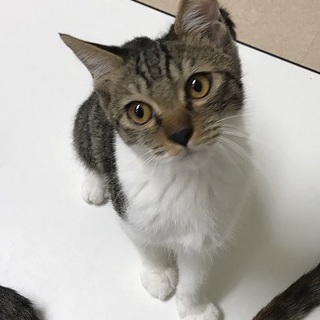 ☆とっても可愛いキジ白男の子　つかさくん☆