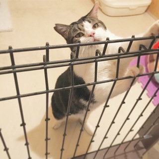 ＊ビターくん＊キジシロ♂