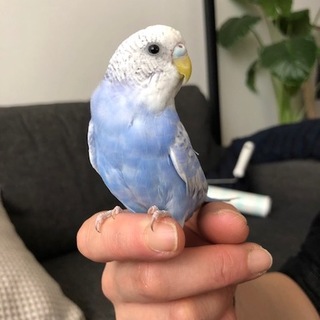 セキセイインコ里親様 募集してます！