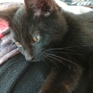 クロ子猫里親様募集中