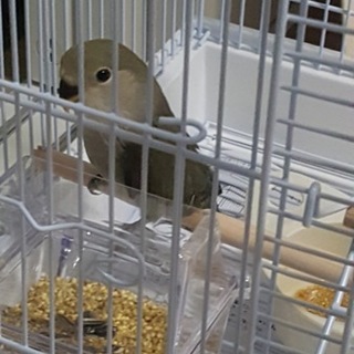 コザクラインコ里親募集(急募)