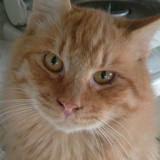 人懐っこすぎる長毛の茶トラくん☆