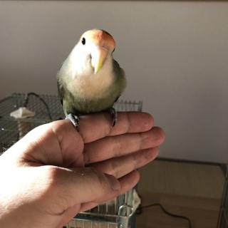 コザクラインの里親さん募集しています。