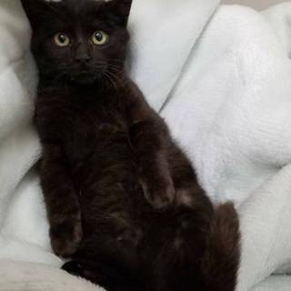お家決定！もふもふ黒猫ラックル