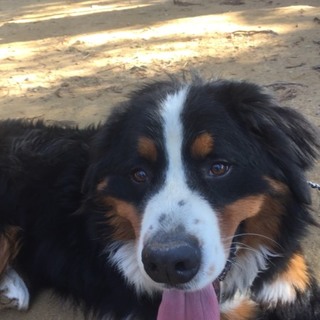 里親になってくれる方募集致します(※3月7日追記)