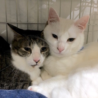 ２匹一緒でおうちが決まりました。