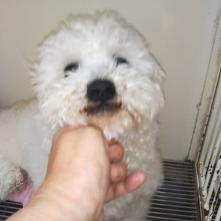 ビションフリーゼ里親サン募集