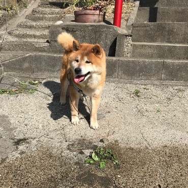 チョコ♪走り回って☆元気！元気！