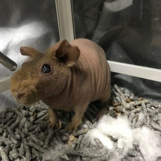 再度募集いたします。