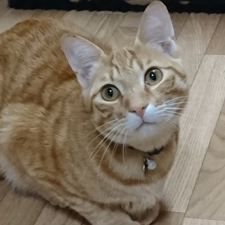 元気ハツラツなハンジ君