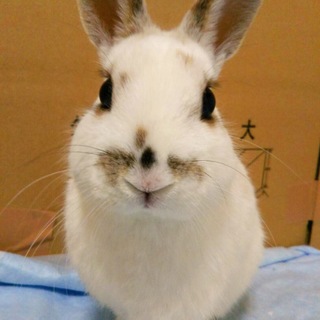 飼育放棄されたうさぎの里親様募集