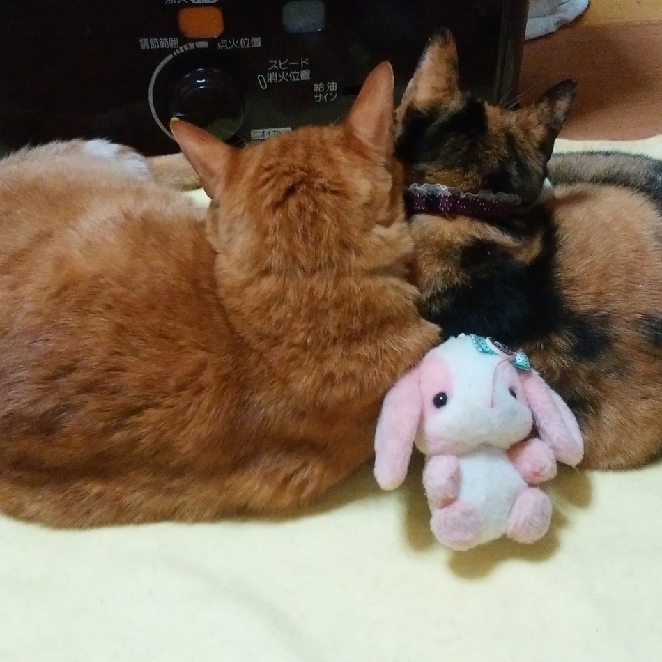 きなこのカバー写真