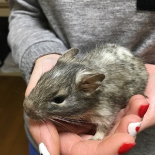 ブルーデグー三兄弟(パイドあり)