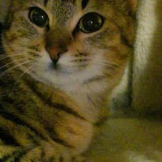 生後8か月の美人さん。家族になって下さい。