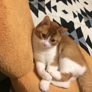 元気な丸顔マンチカン(終了)