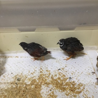 姫うずら オスの子 三羽