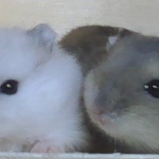 ジャンガリアンハムスター