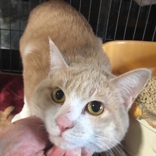 丸顔イケメンスリゴロ男子