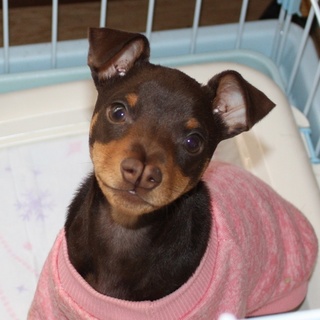 劣悪ブリーダーよりレスキューしました