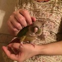 【募集一旦停止】ウロコインコ7歳 里親様募集