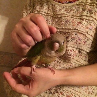 【募集一旦停止】ウロコインコ7歳 里親様募集