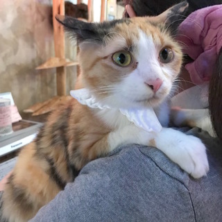 トライアル一旦中止します。半長毛ミケさん