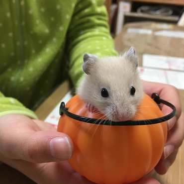 ちょうど良い大きさのようで、自ら入りたがります(o^^o)