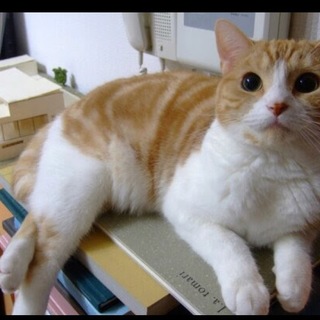 元気いっぱいな大きい男の子