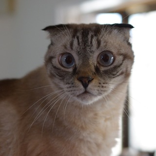 甘えん坊で繊細なスコ君