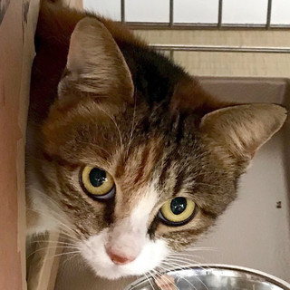 トライアルが決まりました。一旦中止します。ミケさん